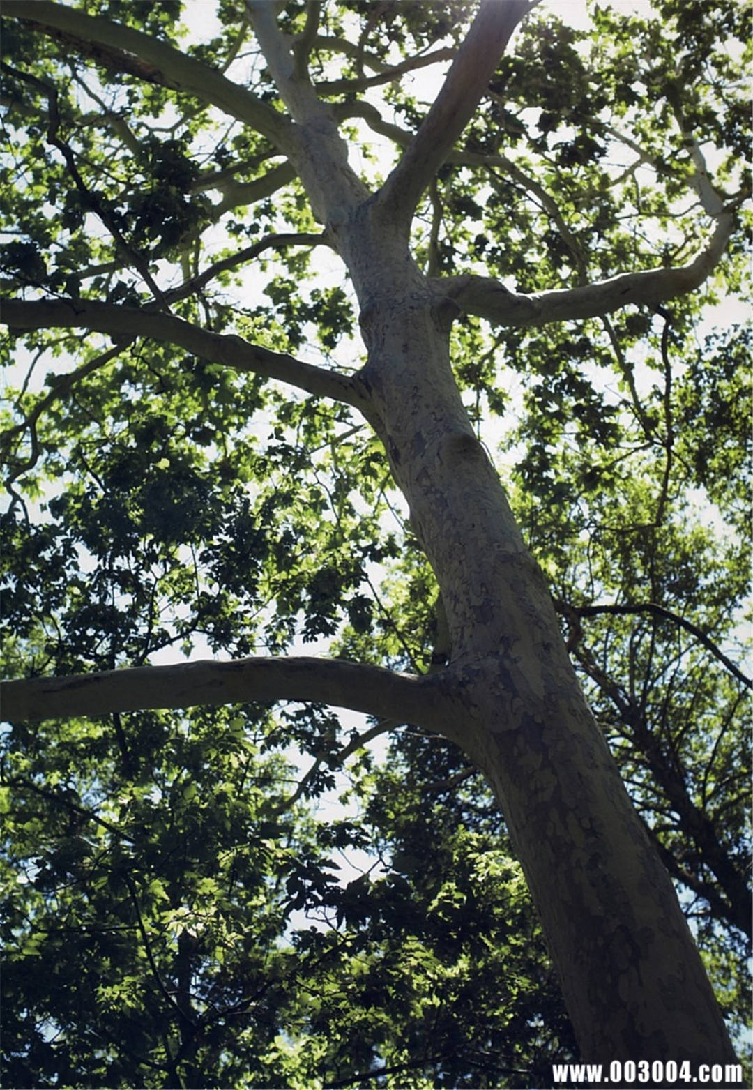 杉本有美写真集《WISH》高清全本