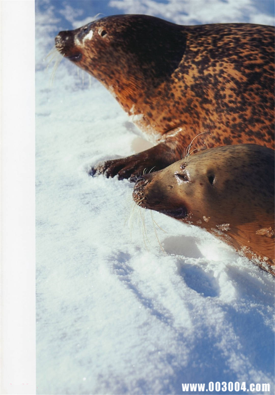 杉本有美写真集《杉本有美と1泊2日》高清全本