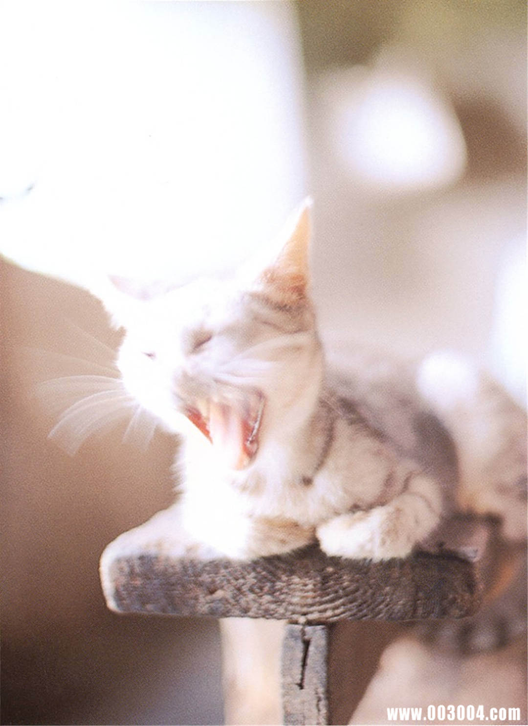 永井流奈写真集《LUNA》高清全本