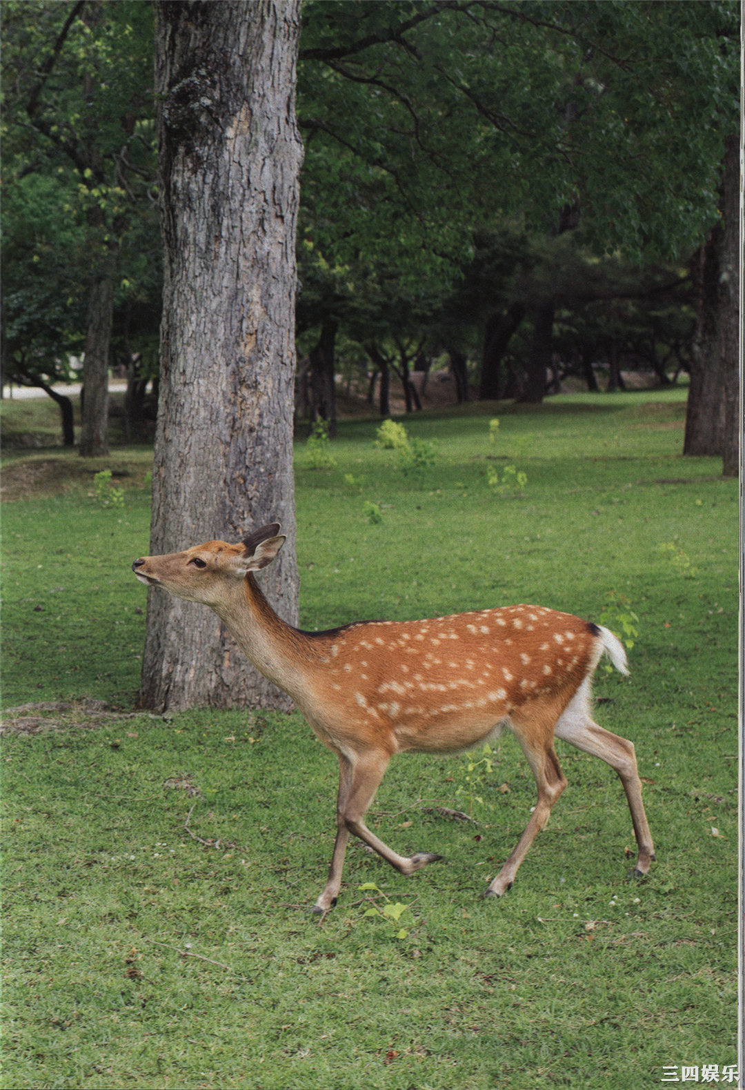 鞘师里保3rd写真集《太陽》高清全本