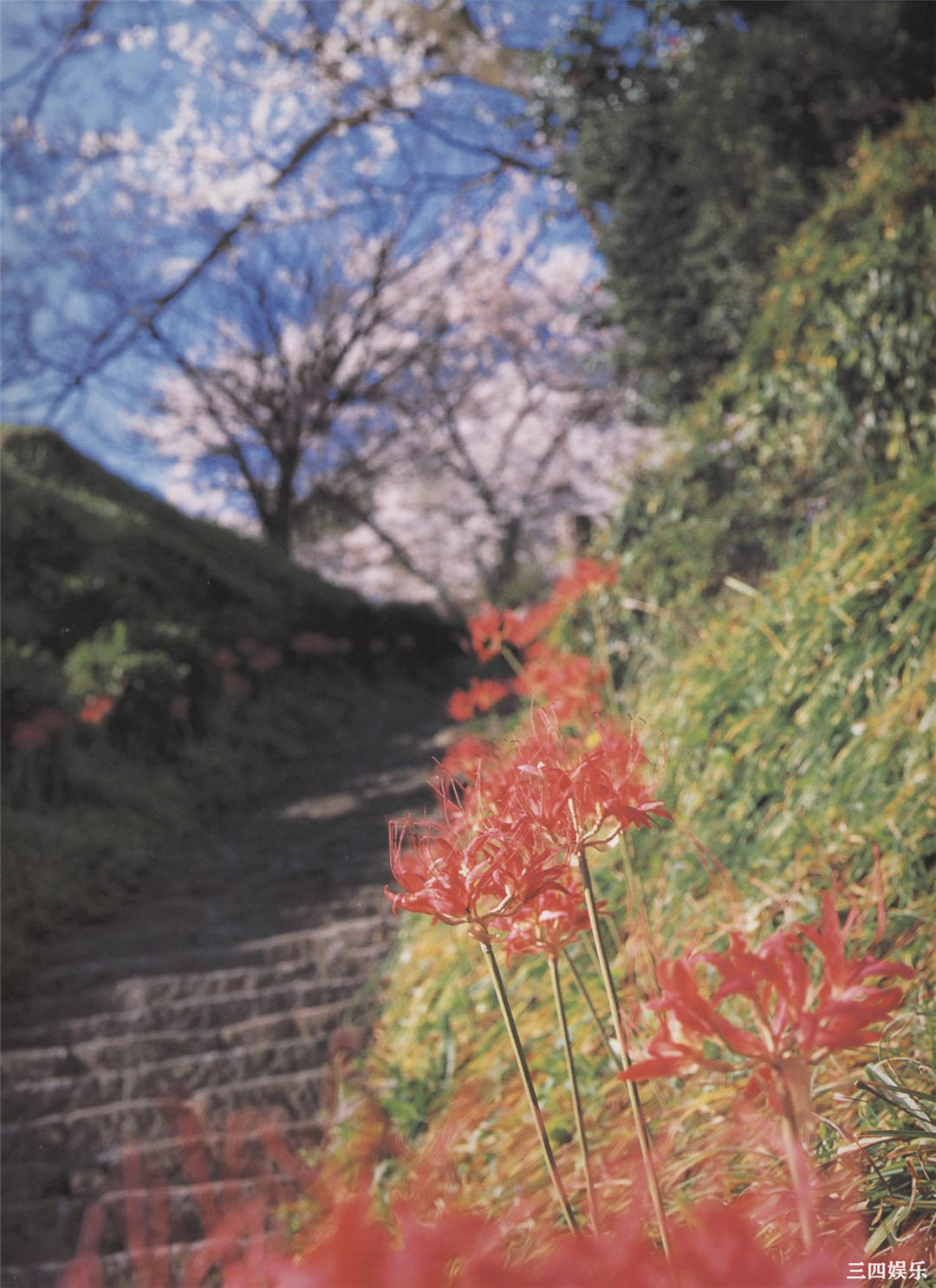 松坂庆子写真集《樱花传说》高清全本