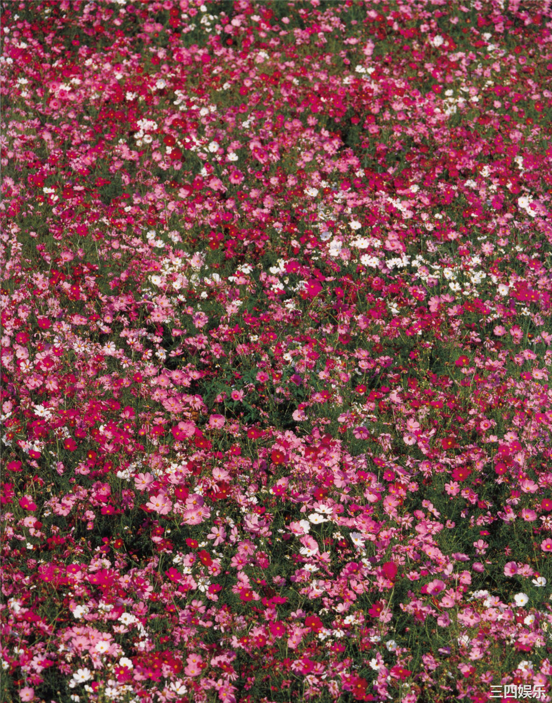 道重沙由美写真集《憧憬》高清全本