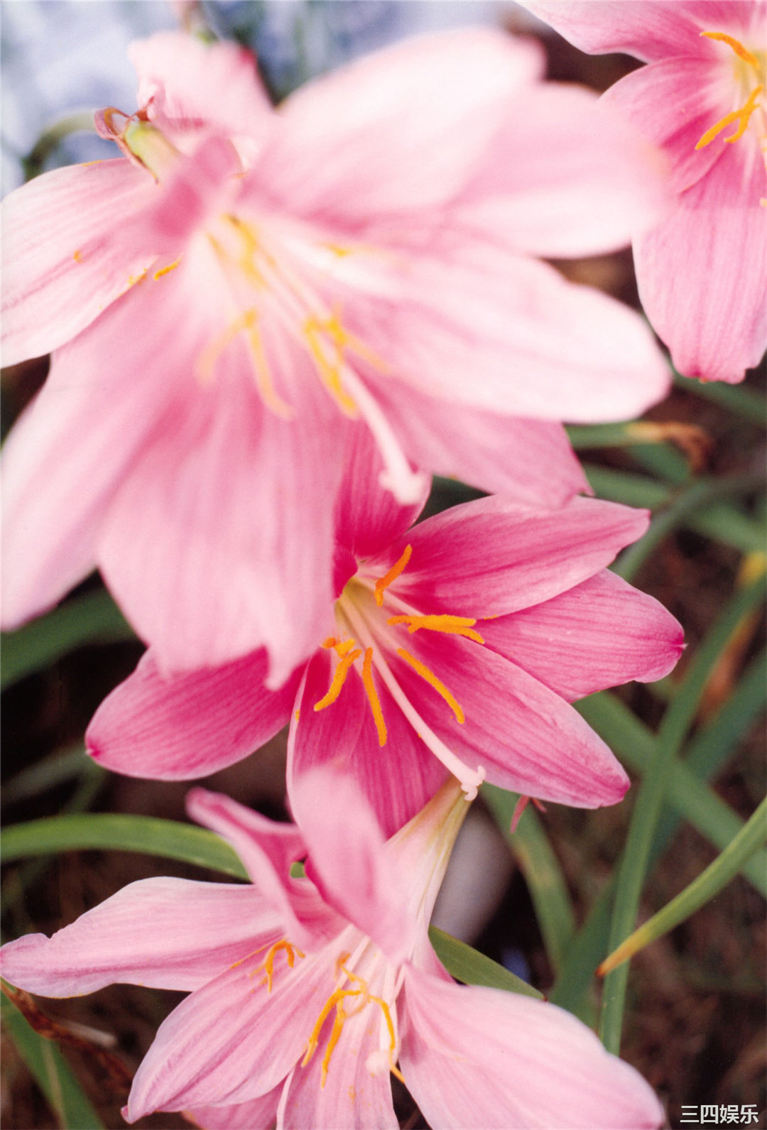 道重沙由美写真集《憧憬》高清全本