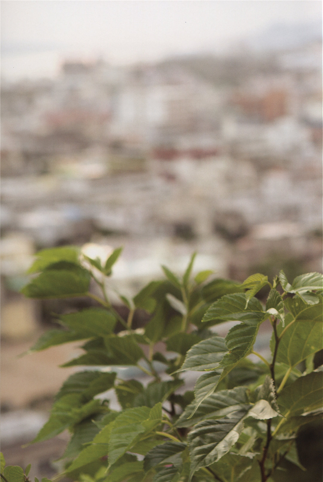 宫本佳林1ST写真集《佳林》高清全本