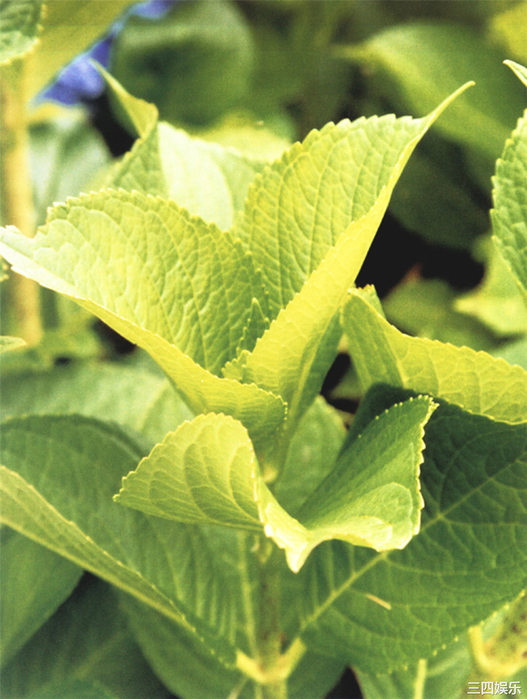 小仓优子写真集《優Q天国》高清全本