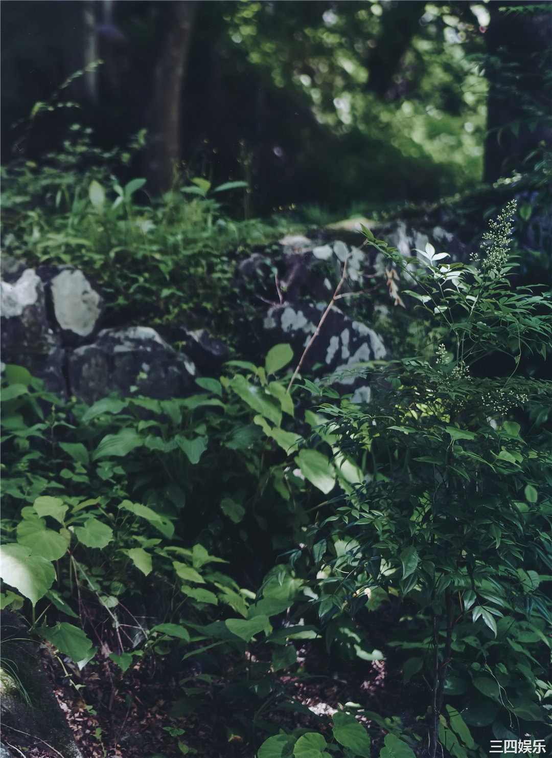 吉冈里帆写真集《里帆採取》高清全本