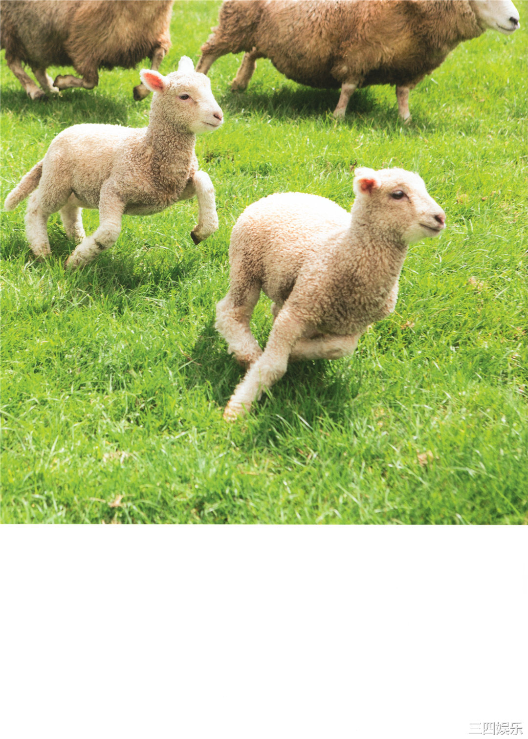 渡边美穗1ST写真集《陽だまり》高清全本