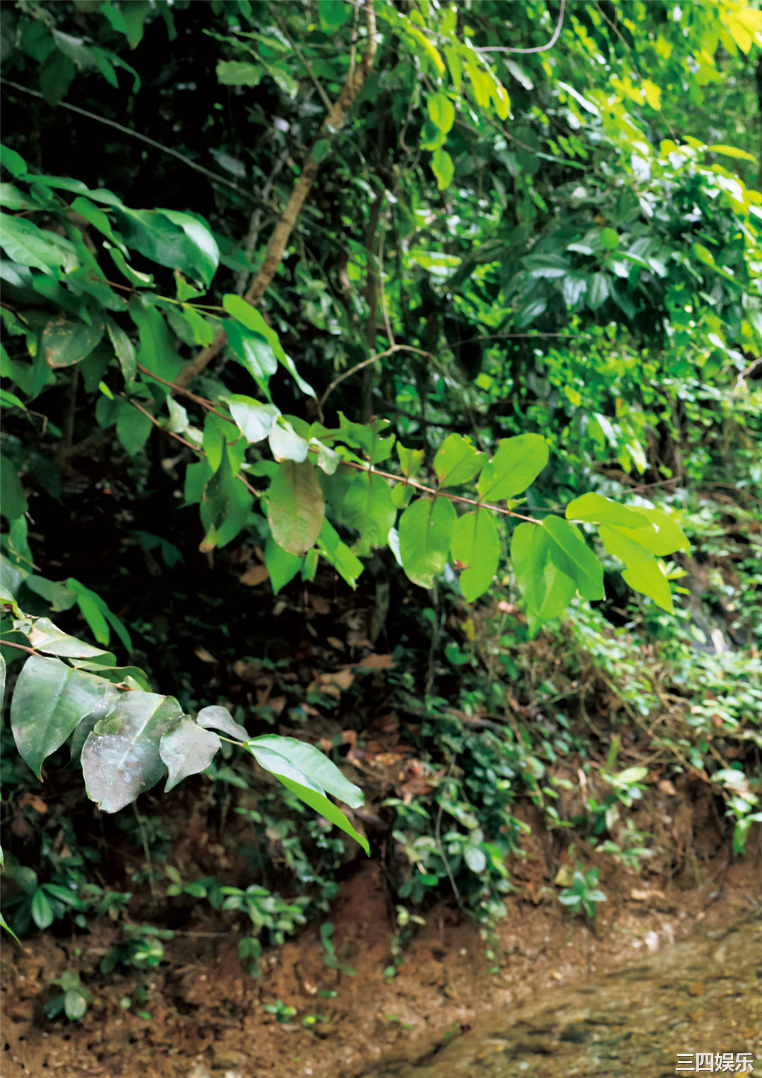 天羽希纯1ST写真集《A…？》高清全本