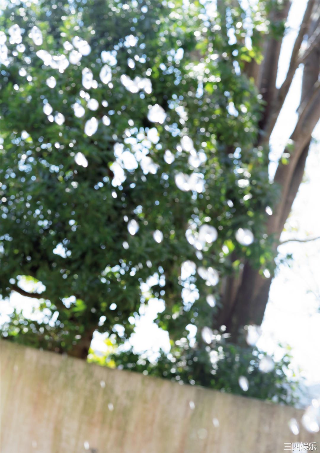 花咲れあ1ST写真集《はなびら》高清全本