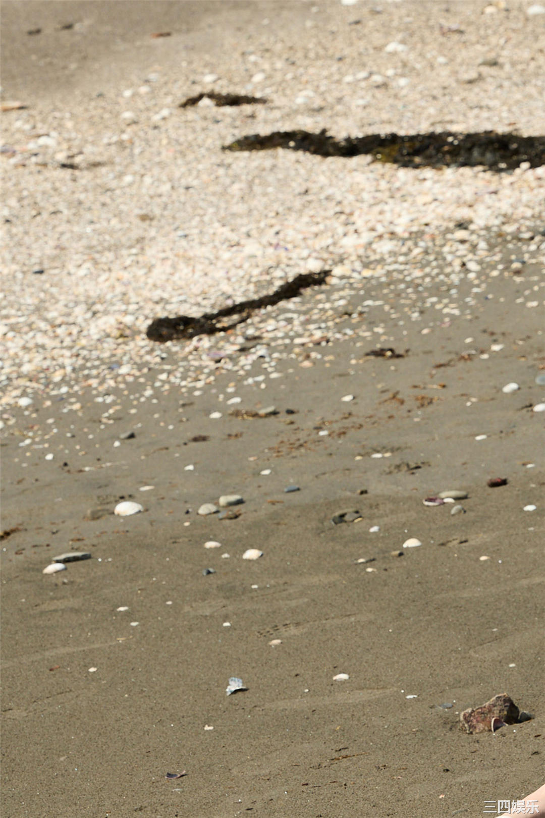 菊地姬奈写真集《ネオ・フレッシュガール」ｖｏｌ．２》高清全本