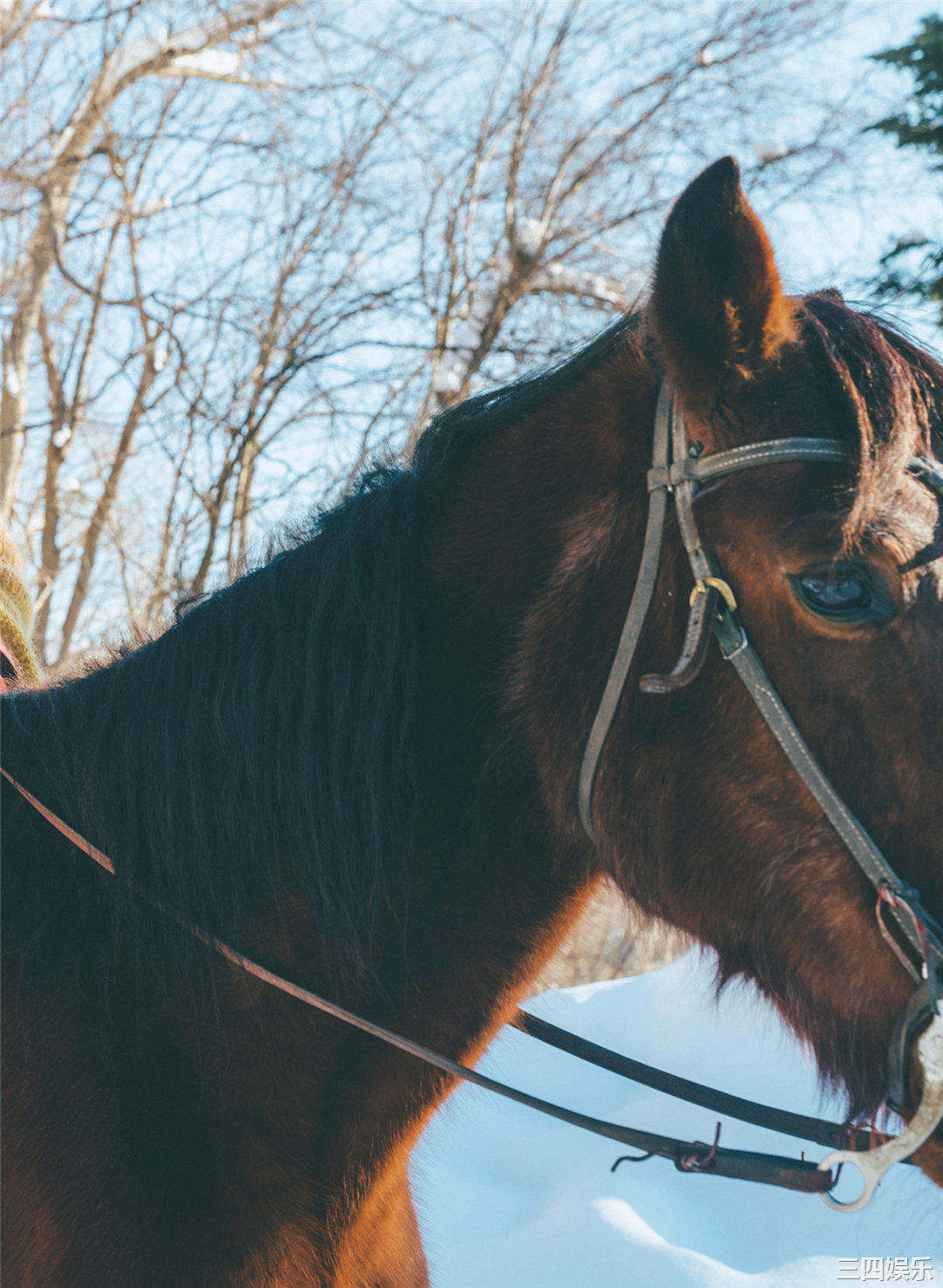 松下玲绪菜写真集《in the seasons》高清全本