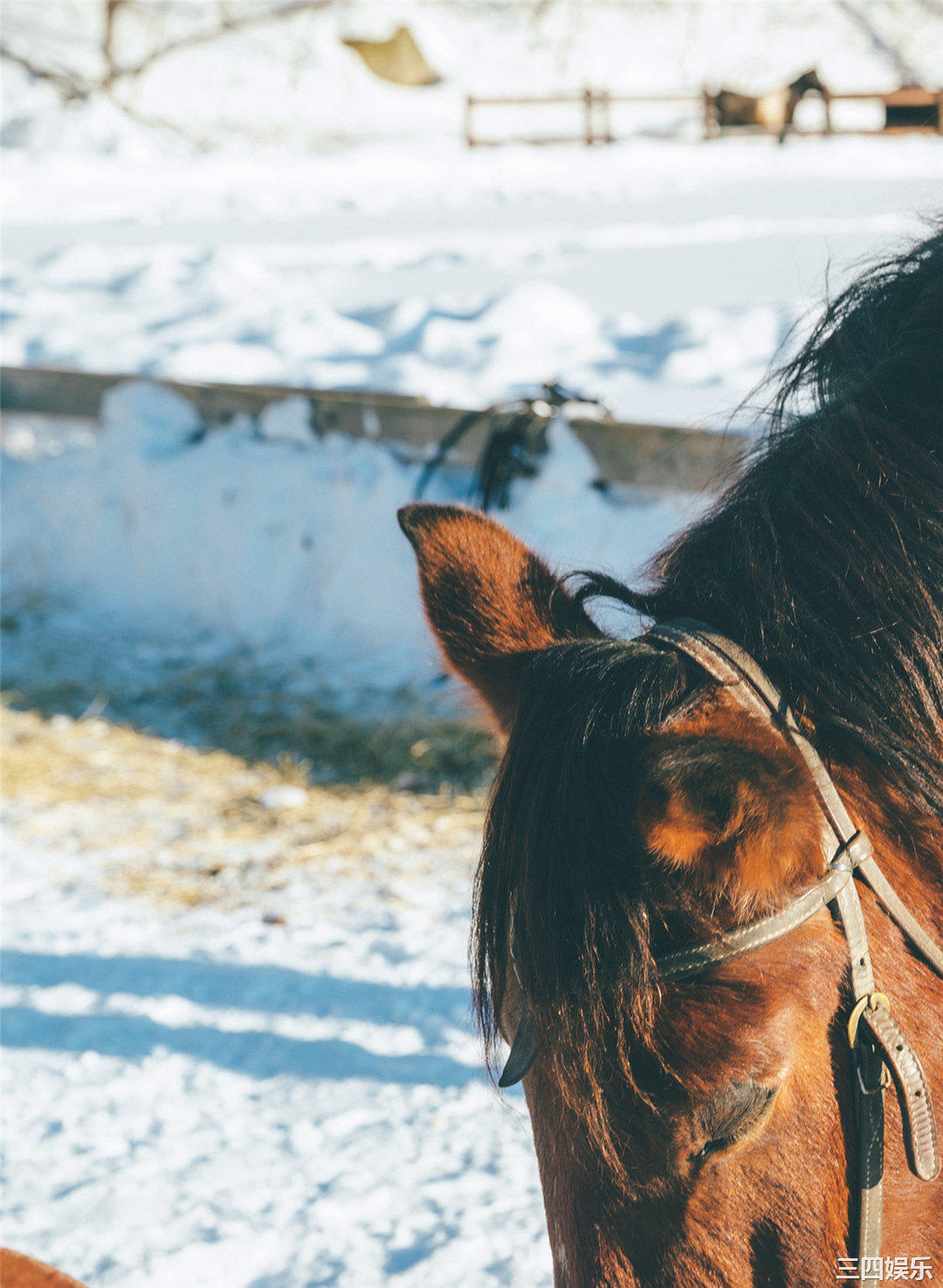 松下玲绪菜写真集《in the seasons》高清全本