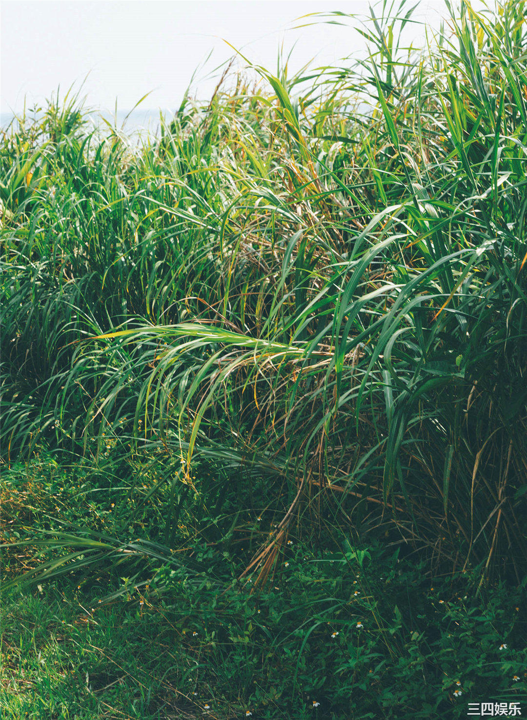松下玲绪菜写真集《in the seasons》高清全本
